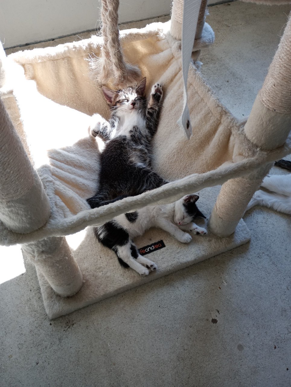 Kittens
