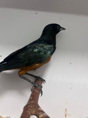 0-0-1 driekleur glansspreeuw