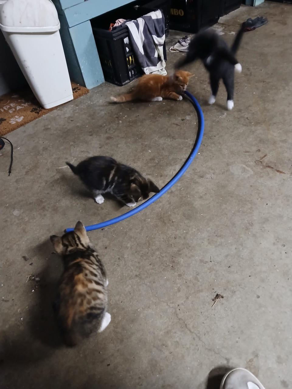 Kittens