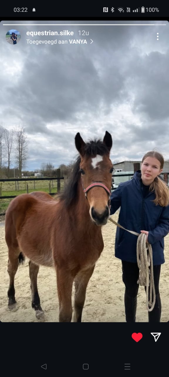 Merrie 21/8/2024 kruising freiberger haflinger