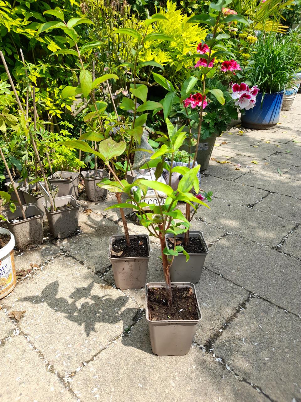 Boerenjasmijn (dubbel)