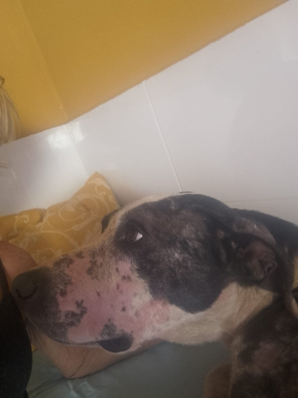 Alora Dog Rescue: Onyx, op tijd gered en nu klaar voor een nieuwe start