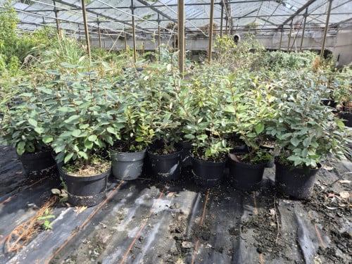 Olijfwilg haagplanten potgekweekt 40-60 cm