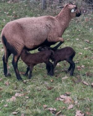 Ruischapen maasduinen stel schaap schapen