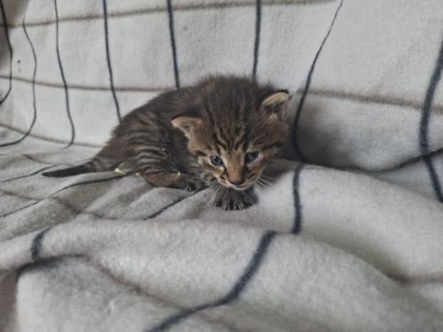 Mooie boerderij kitten