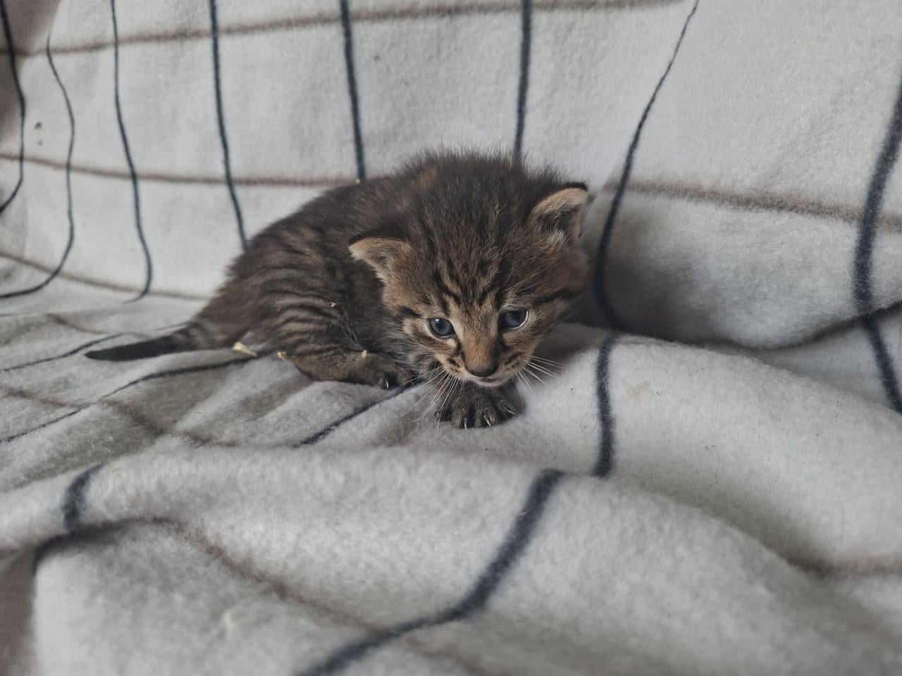 Mooie boerderij kitten