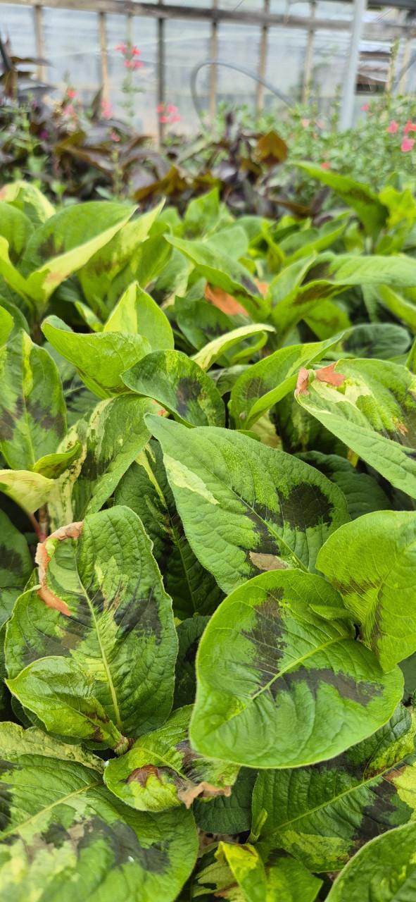 Vaste planten 2 literpot bio