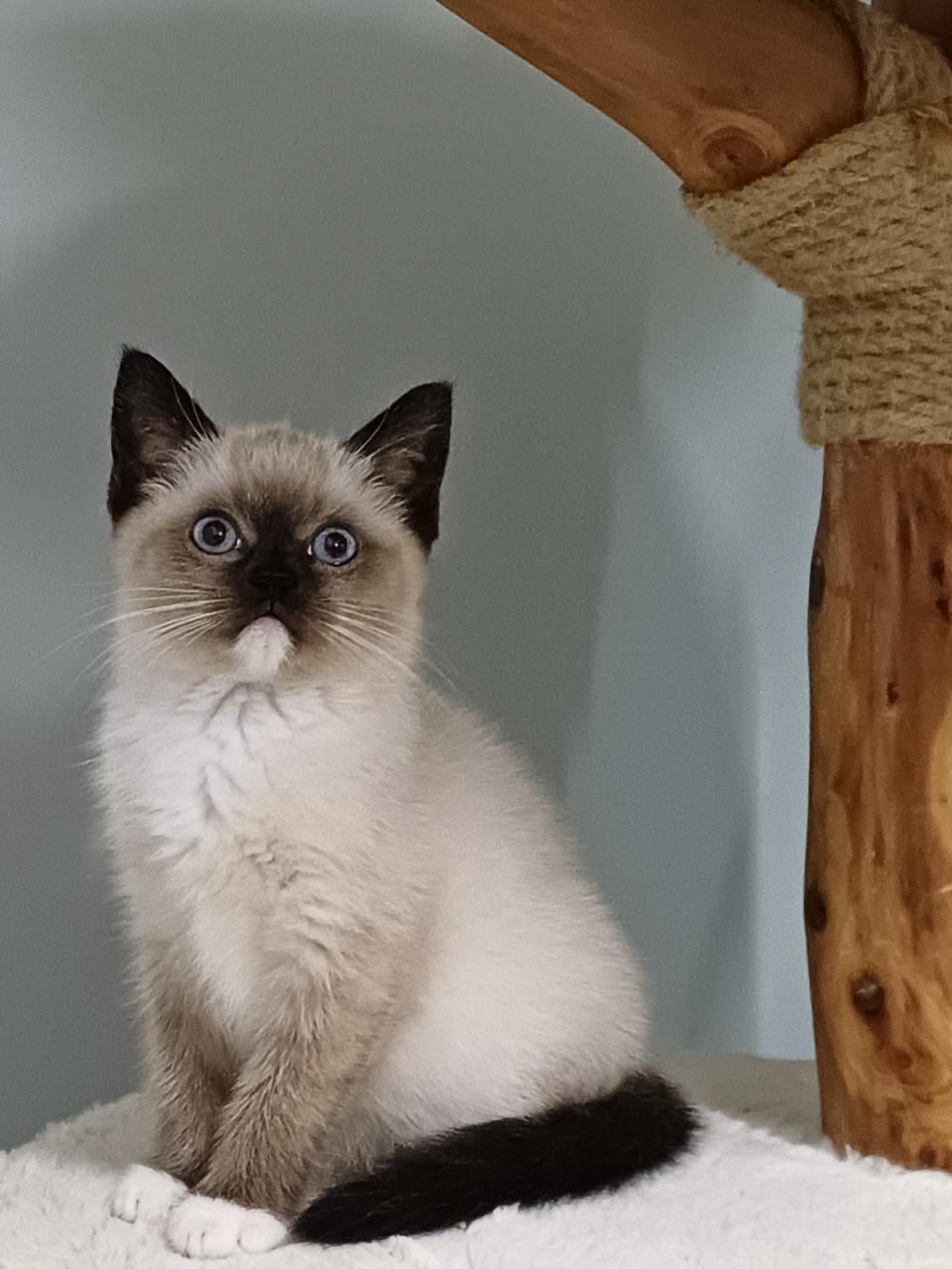 Mooie Brits Korthaar x Ragdoll kittens mogen verhuizen.