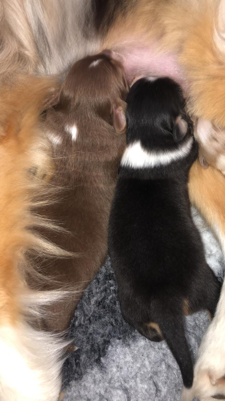 Australian shepherd pups met stamboom!