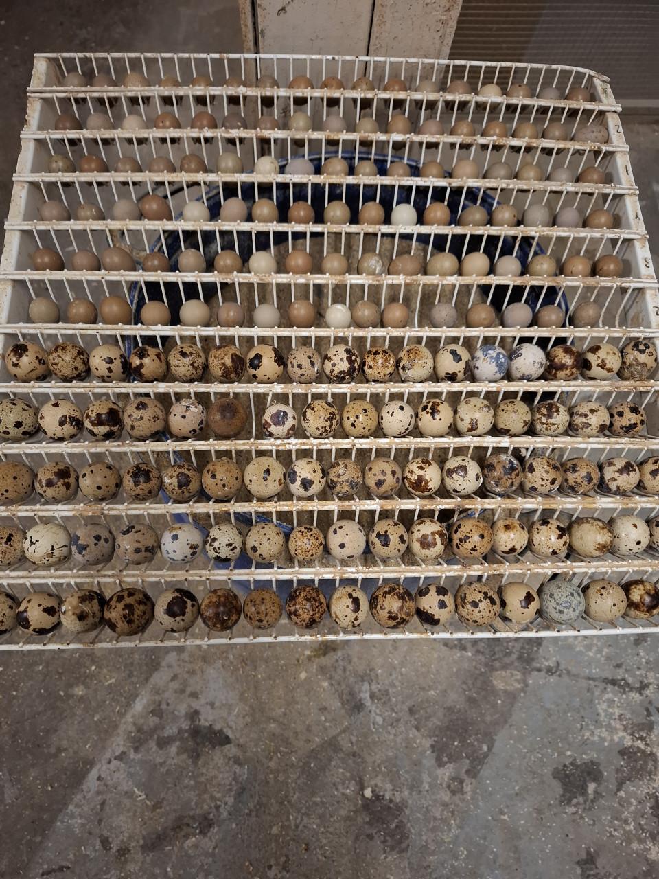 Chinese kwartels
