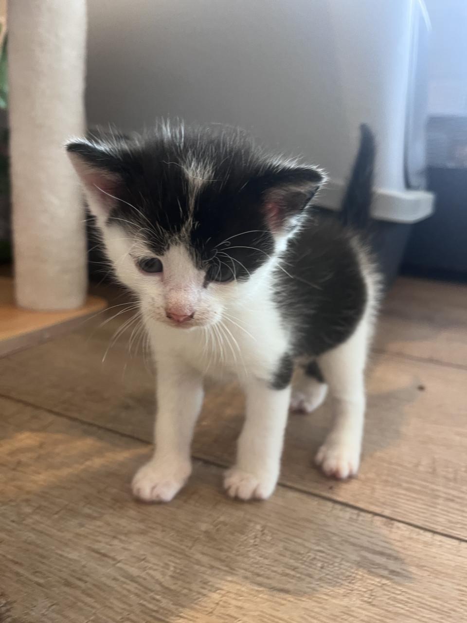 Kittens zoeken fijn huisje