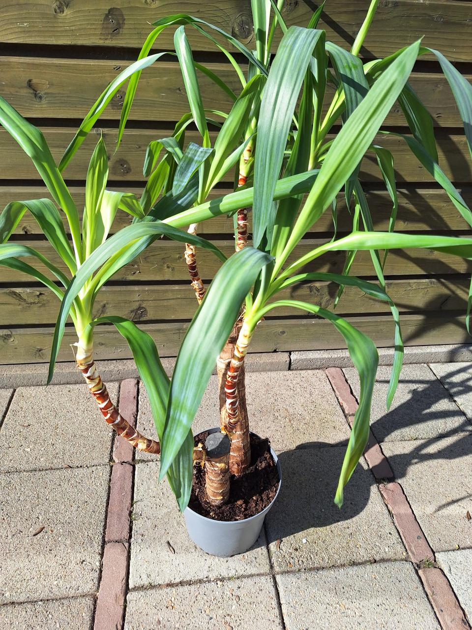 Palmen Yucca