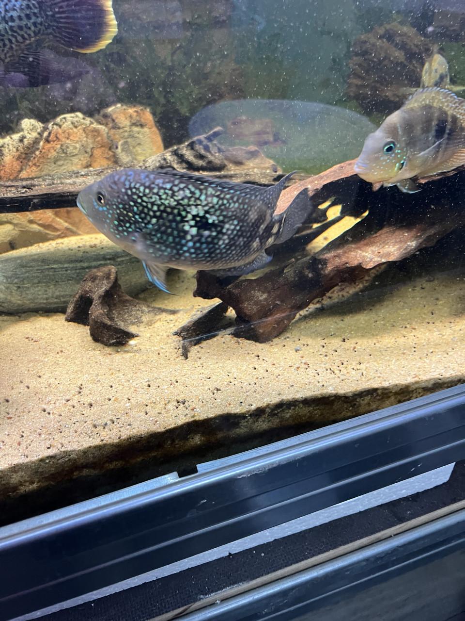 Te koop Jack Demsey cichliden man