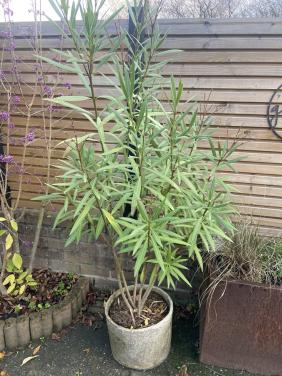 2 Oleander,s te koop