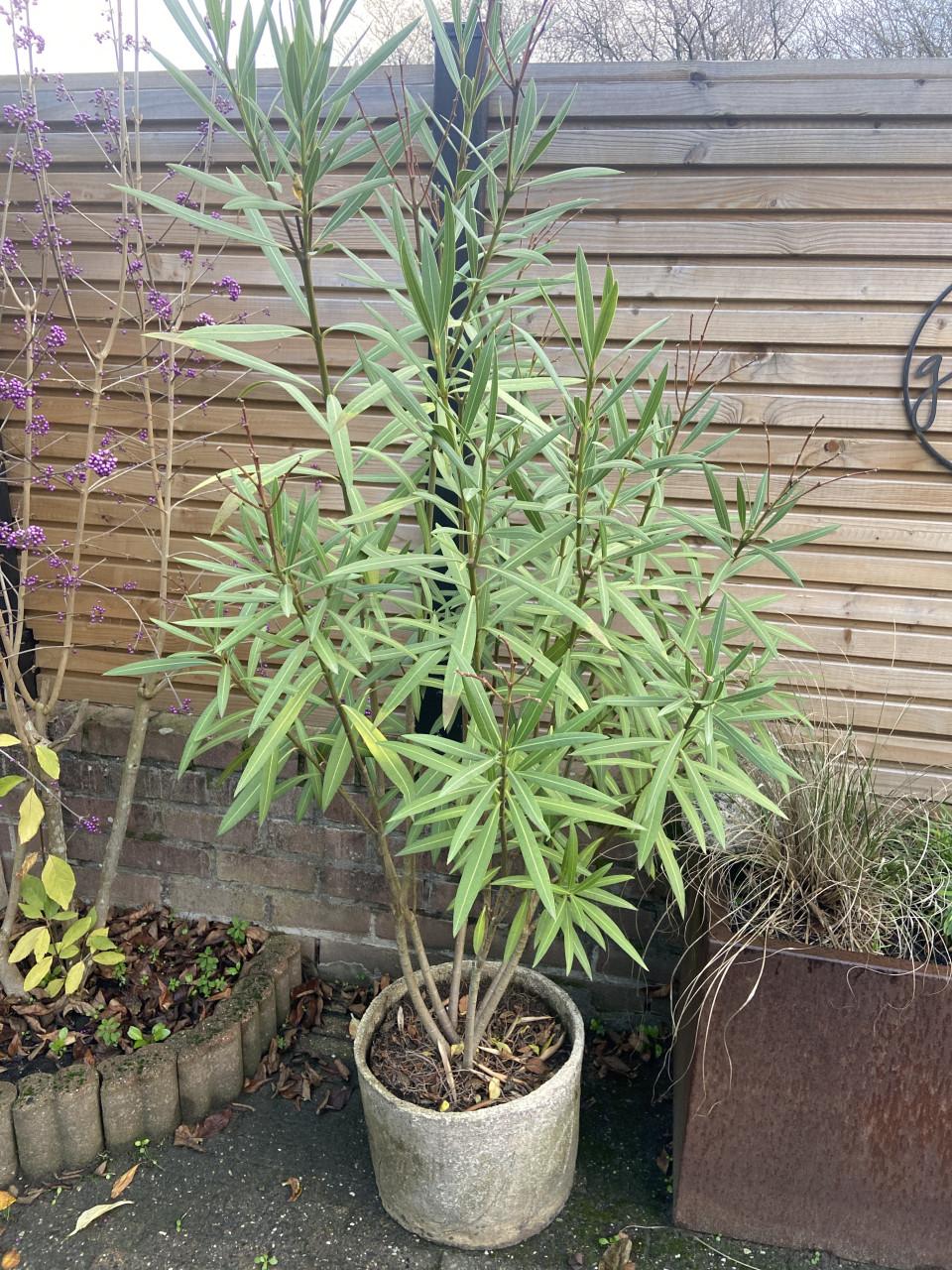 2 Oleander,s te koop