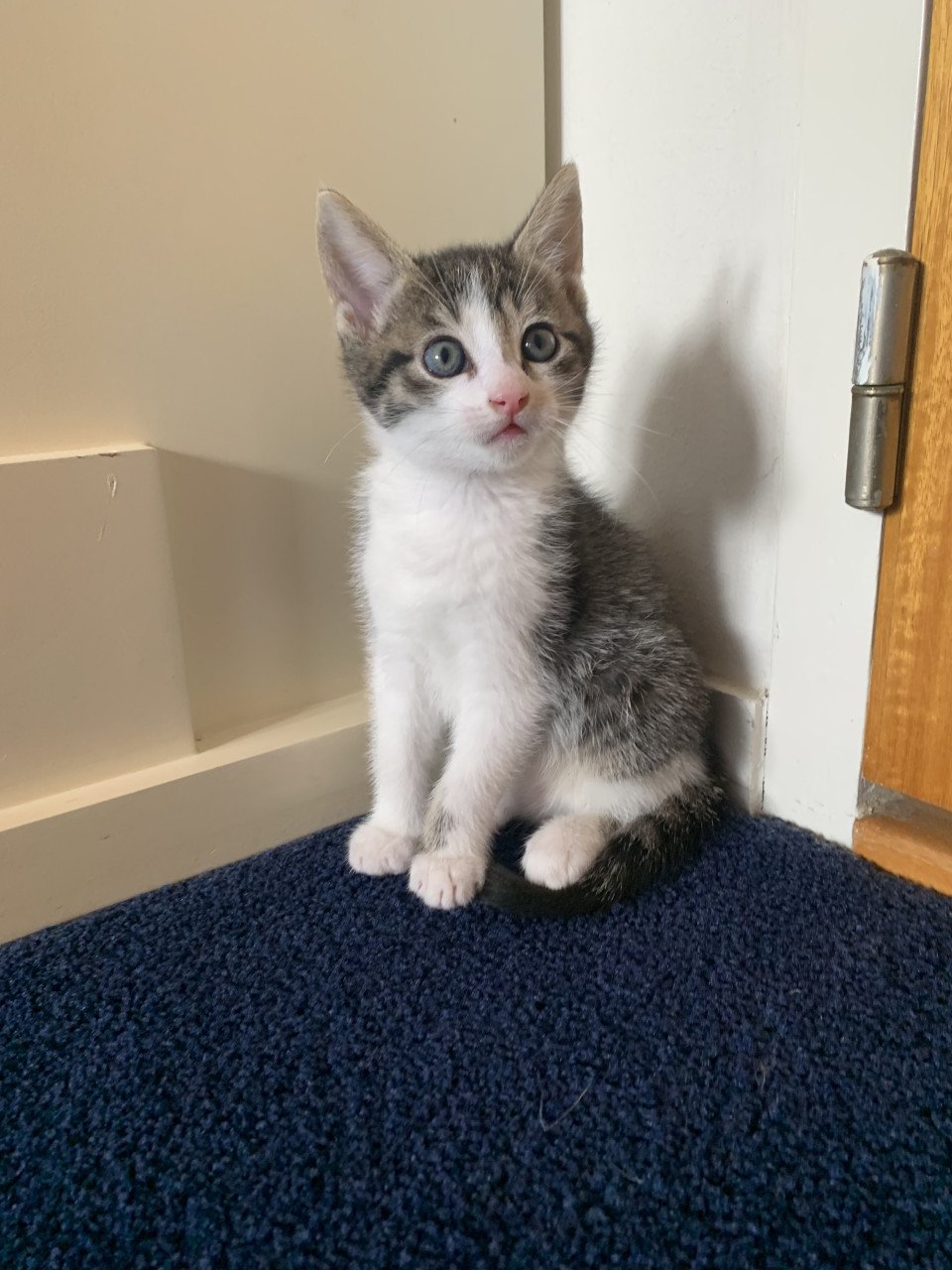 Cyperse kittens