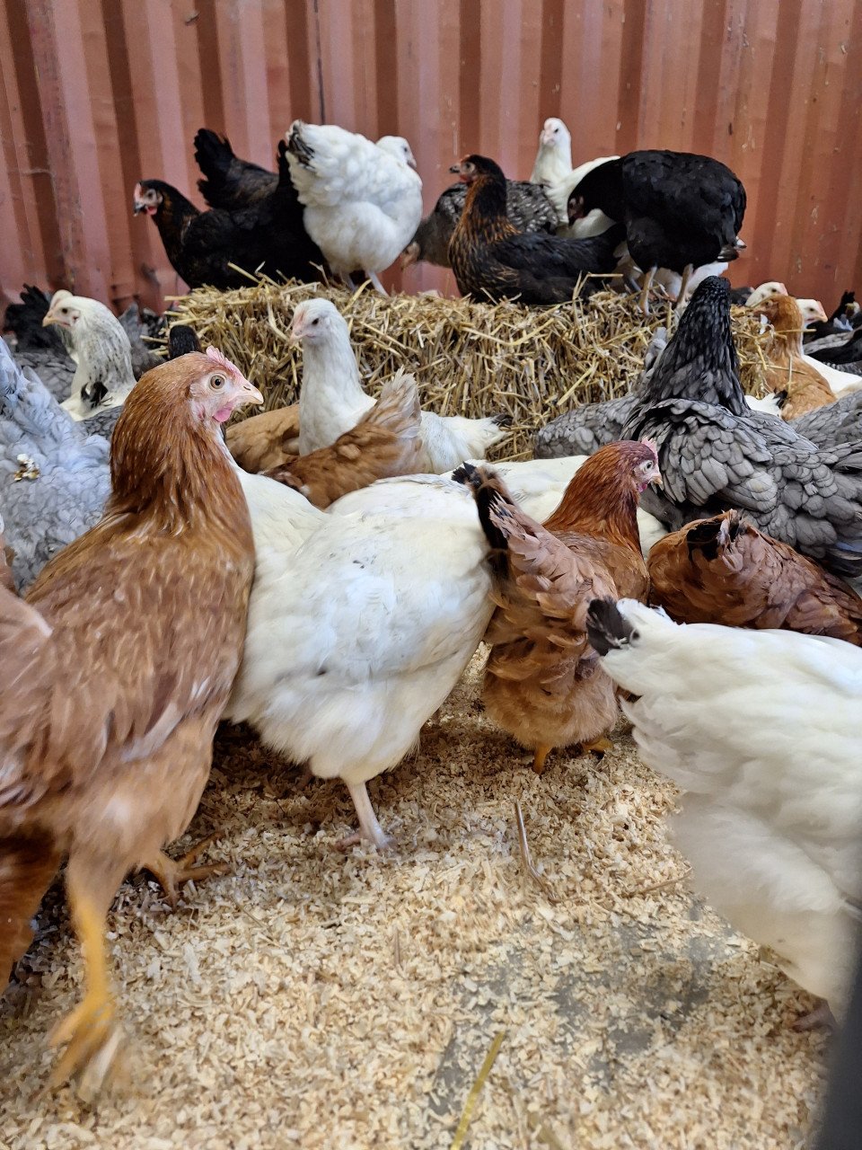 Jonge leghennen in verschillende kleuren