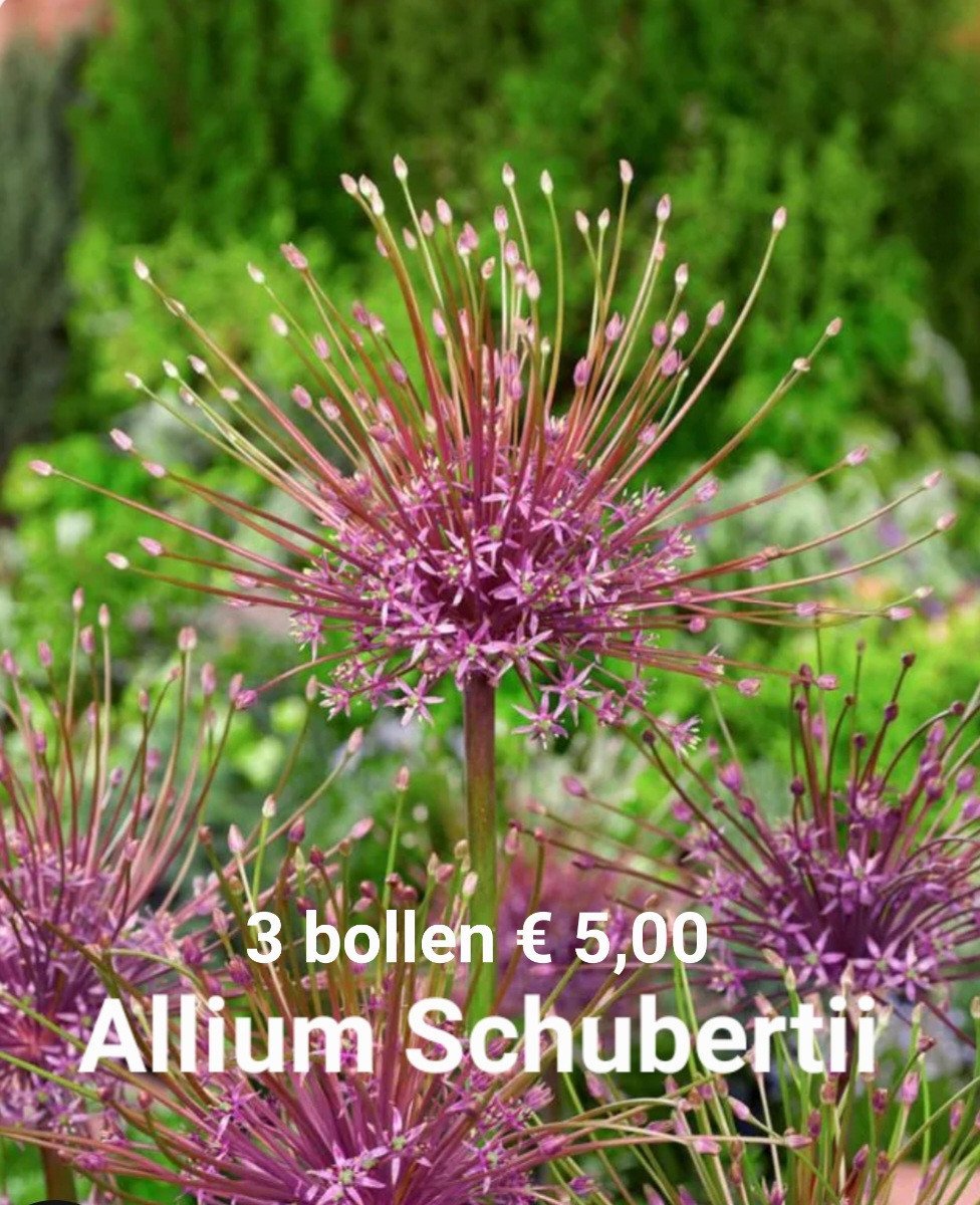 Allium bollen