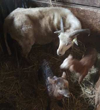 Drents schaap goedkoper danwalliser maar niet minder mooi inde wei bij pony