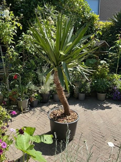 Yucca