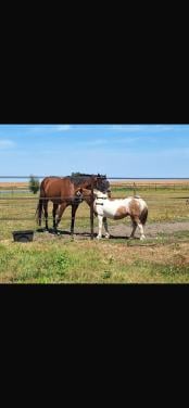 # Duo draver en pony #