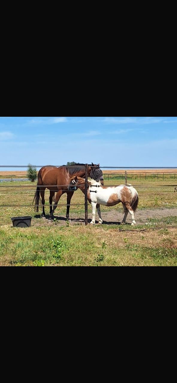 # Duo draver en pony #
