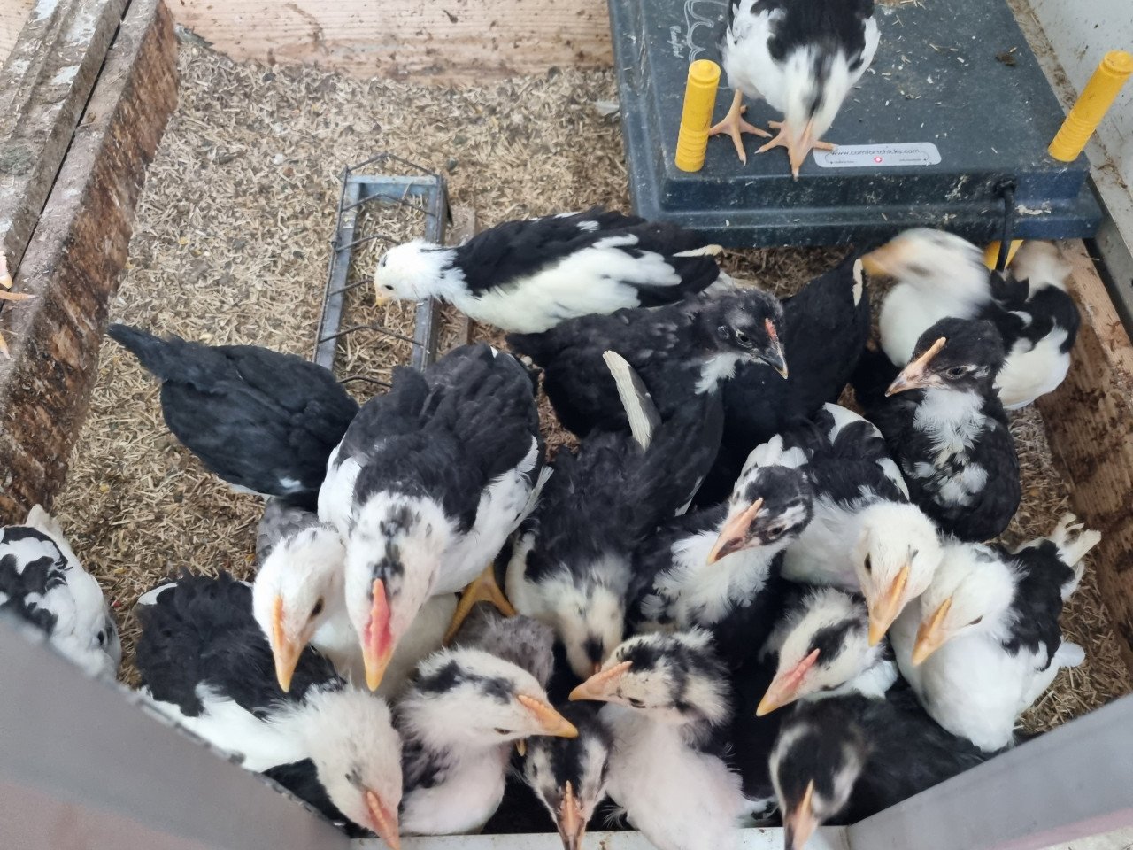 Bonte leghorns ( nog 9 hennen)