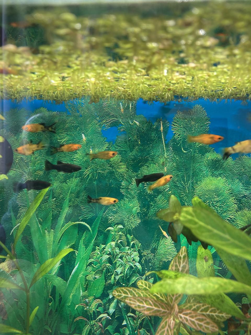 Molly aquariumvissen