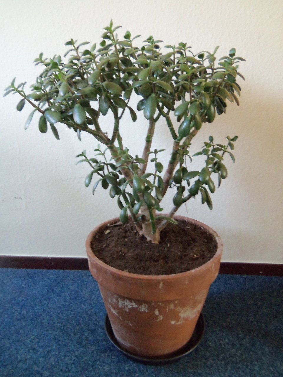 CRASSULA PORTULACEA,VETPLANT