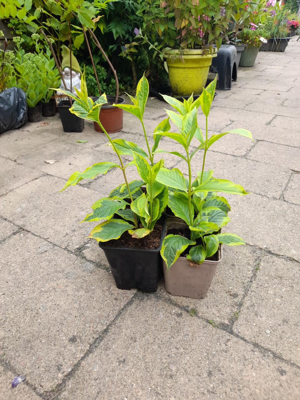 Vaste planten
