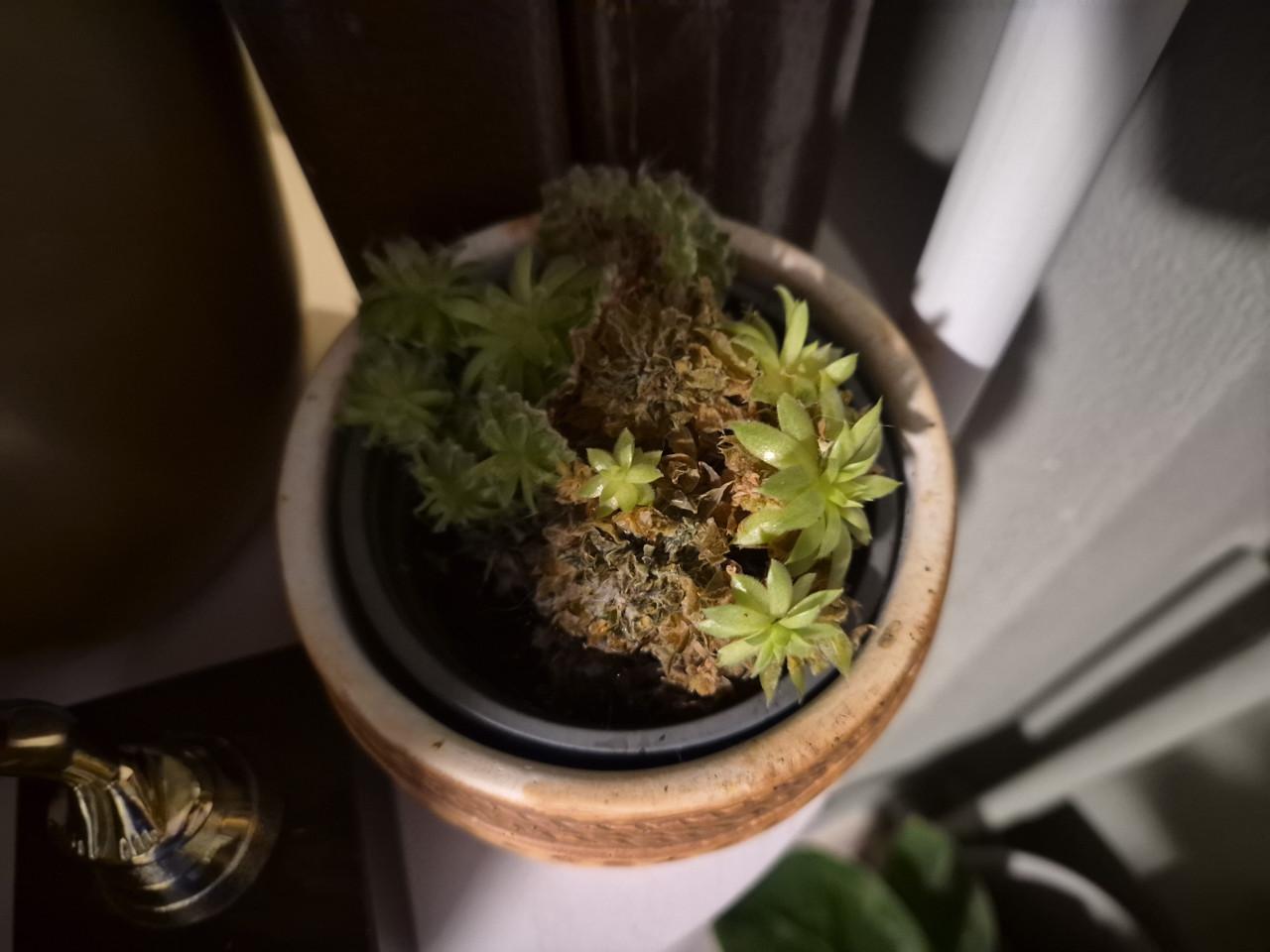 Plantjes