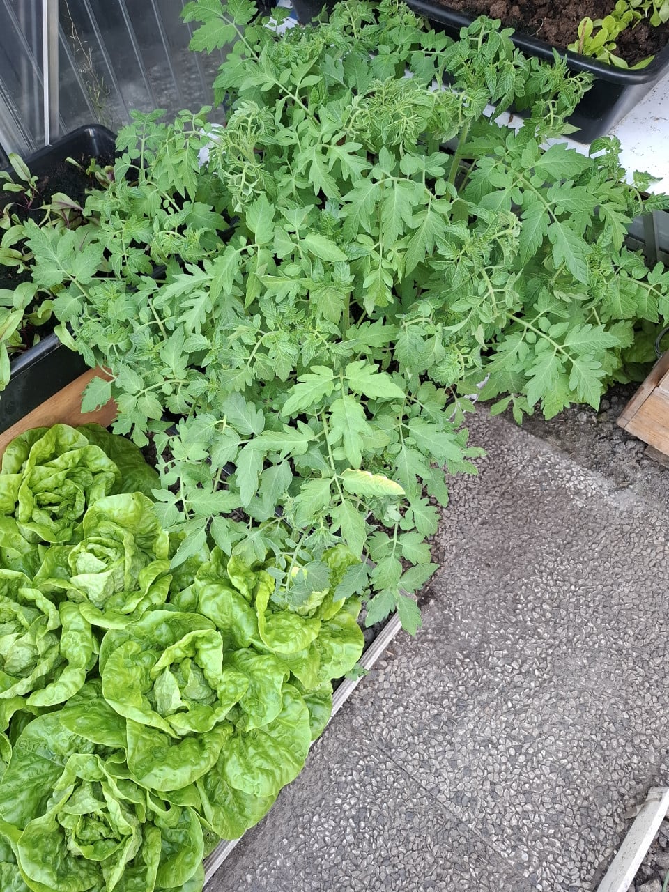 Tomatenplantjes en komkommerplantjes