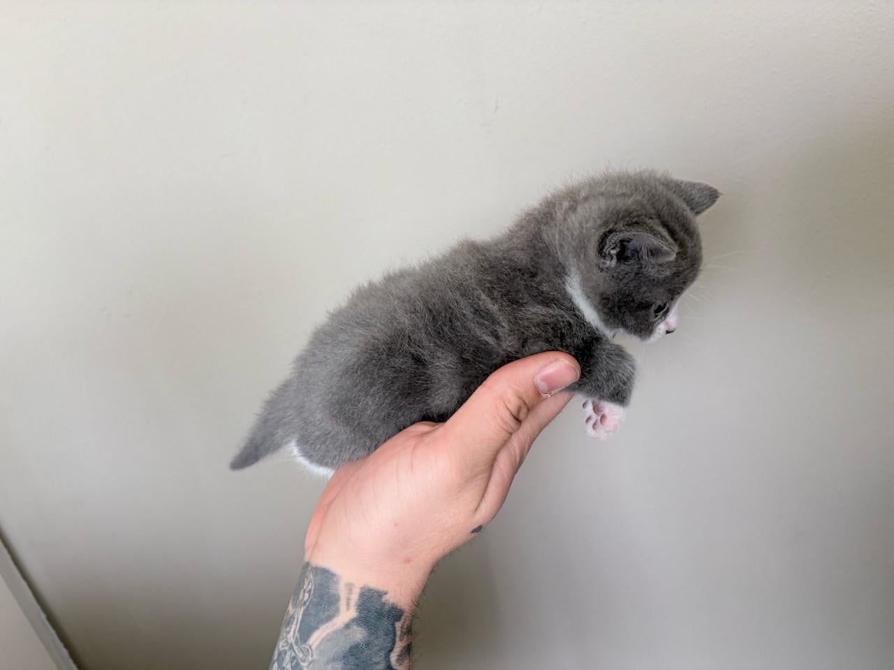 Britse korthaar/europse korthaar kittens.