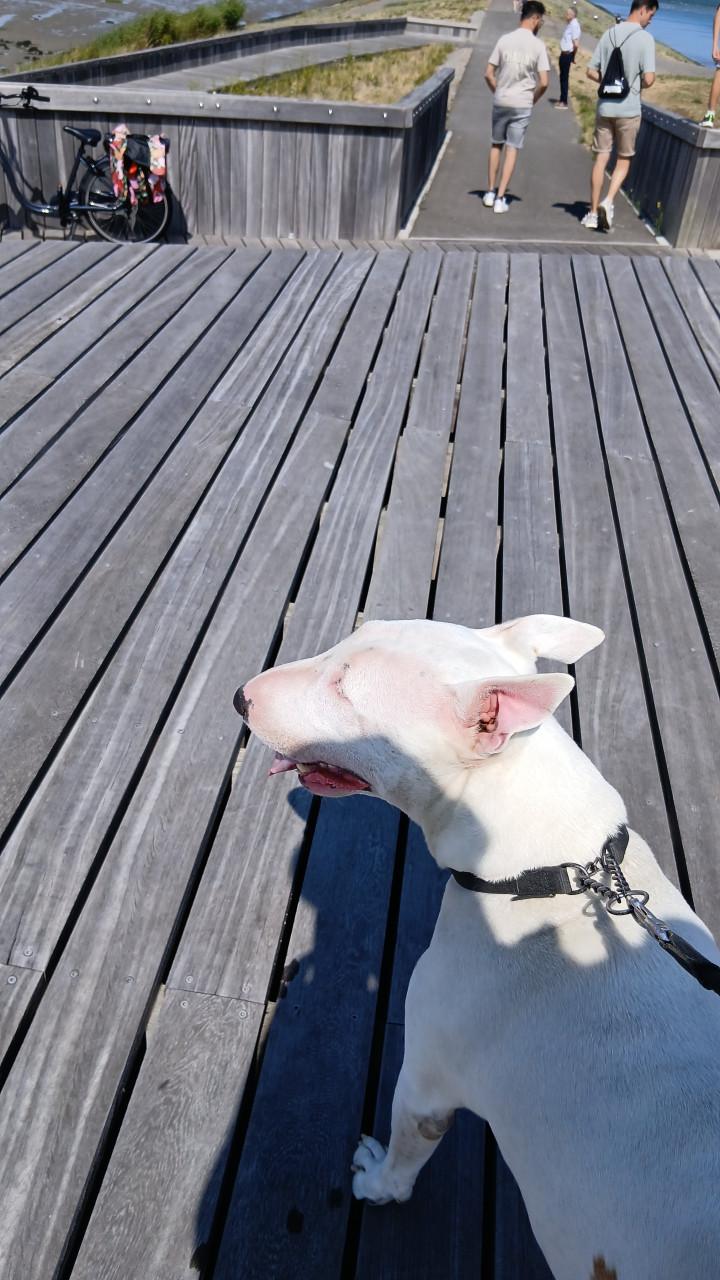 Enkel gebroken, wie wil op een lieve hond d passen?