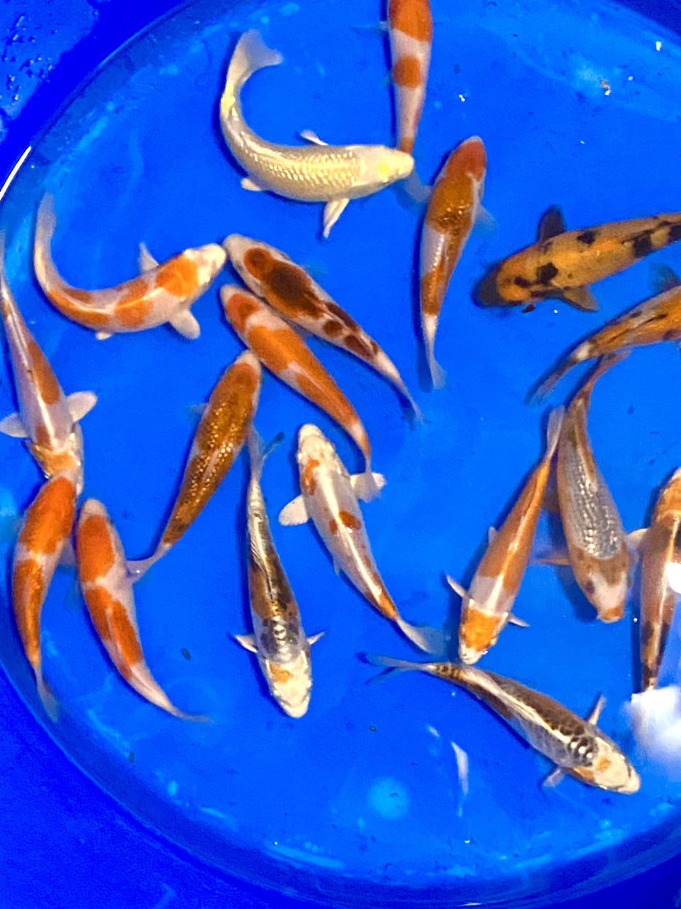 18 stuks Japanse Tosai 15-18cm.