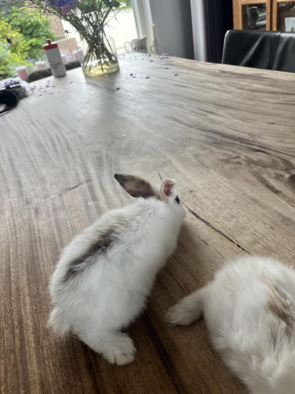 Baby konijn