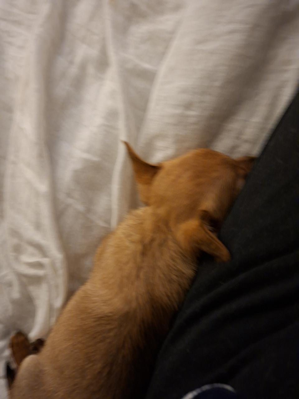 Chiawa reutje geboren 18 september