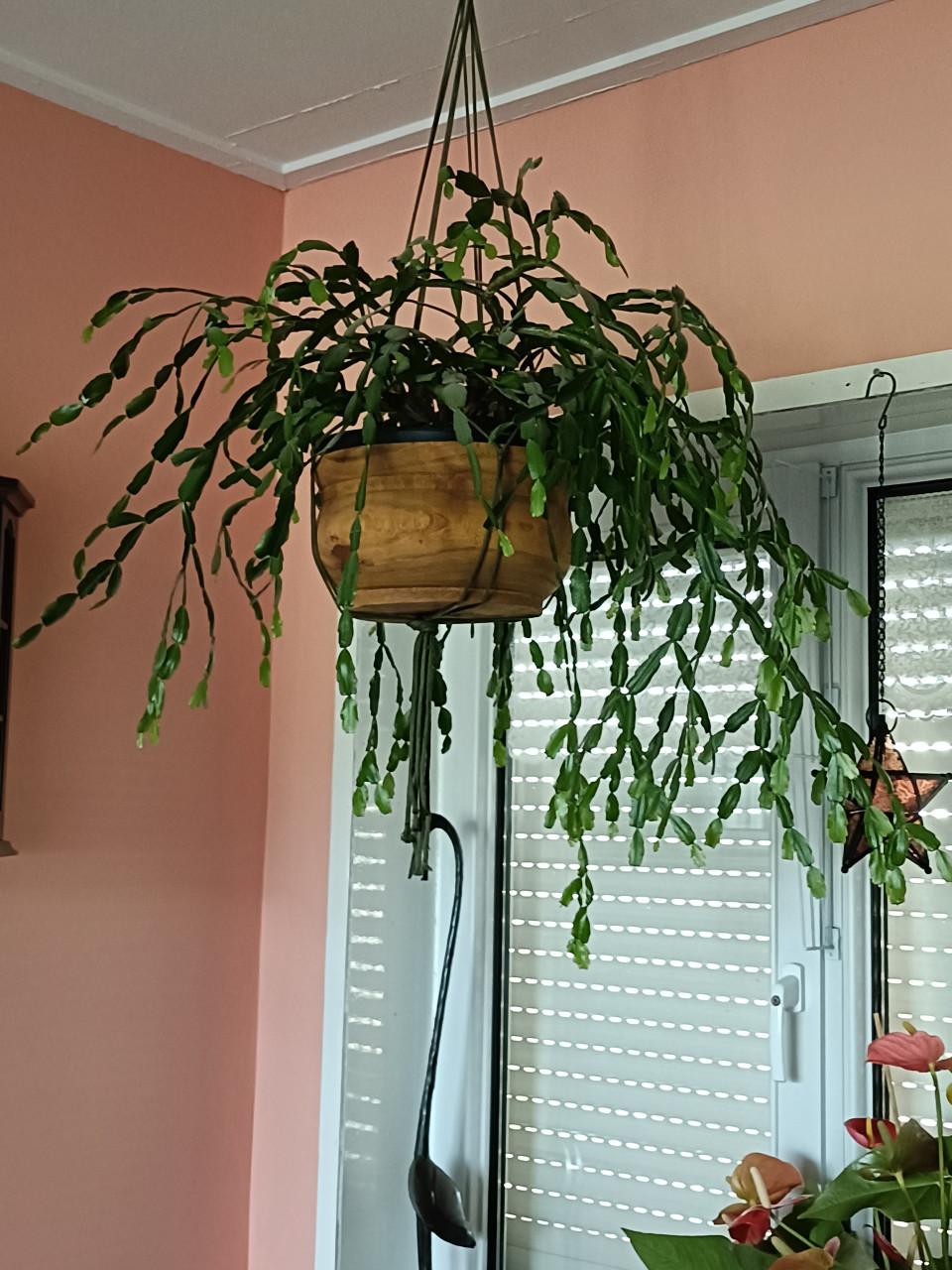 Grote lidcactus rose bloei dec toten met febr