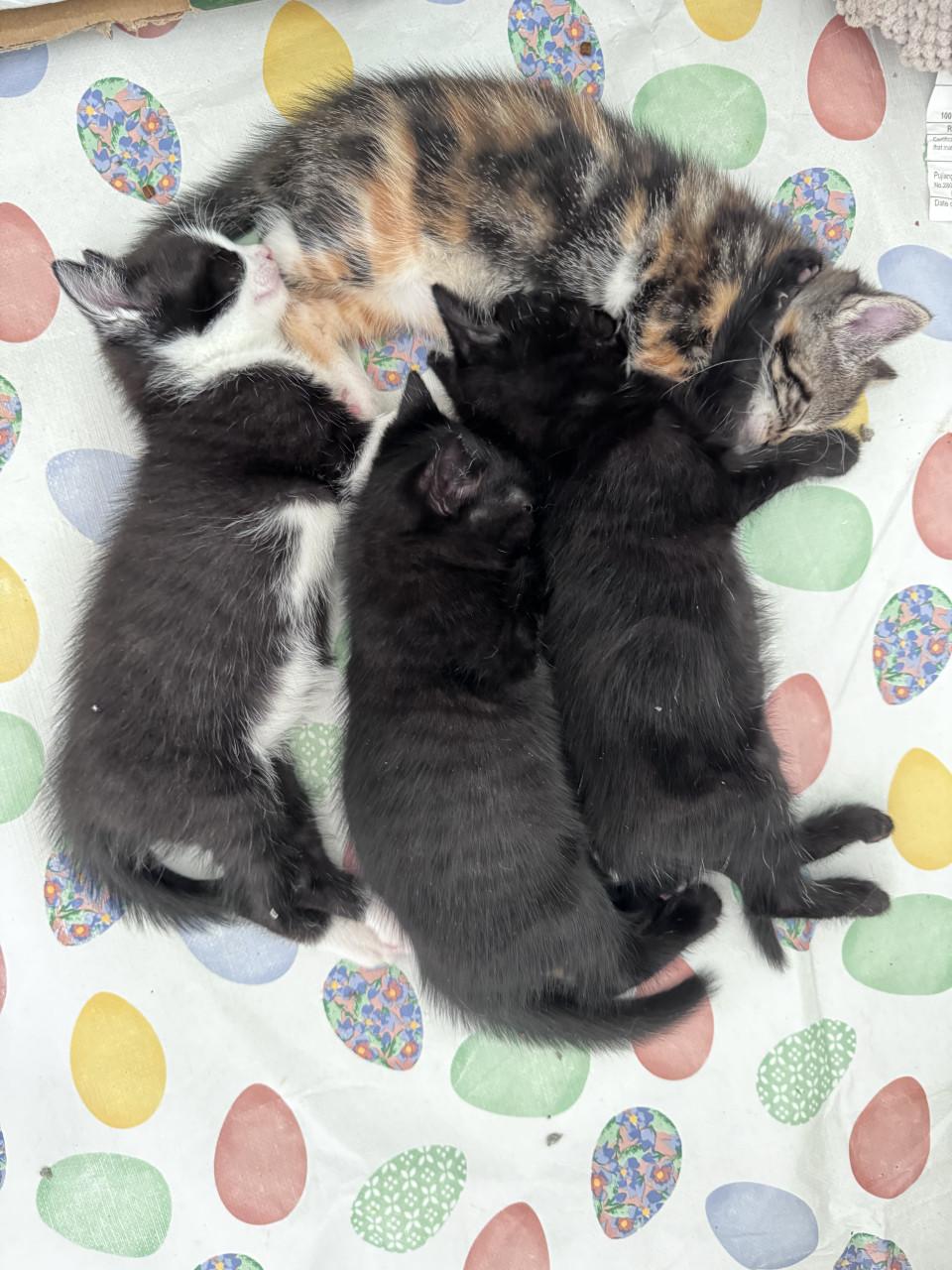 2 lieve kittens zoeken een liefdevol huis