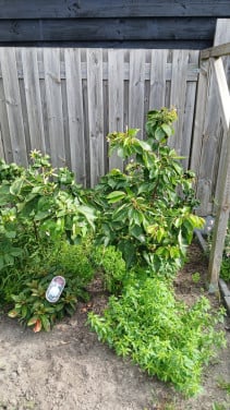 Kerseboom