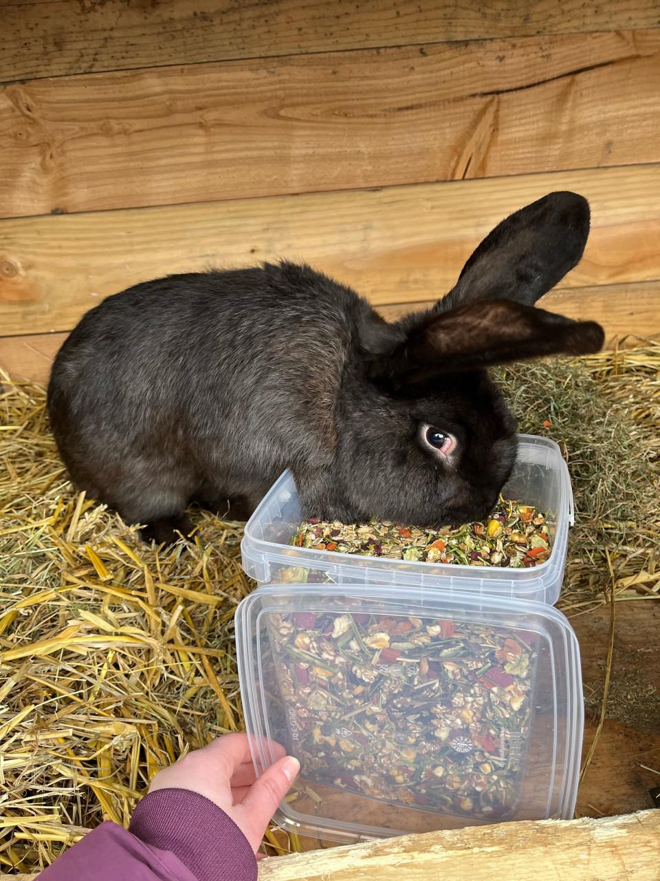 Raszuivere duitse reus, ram!