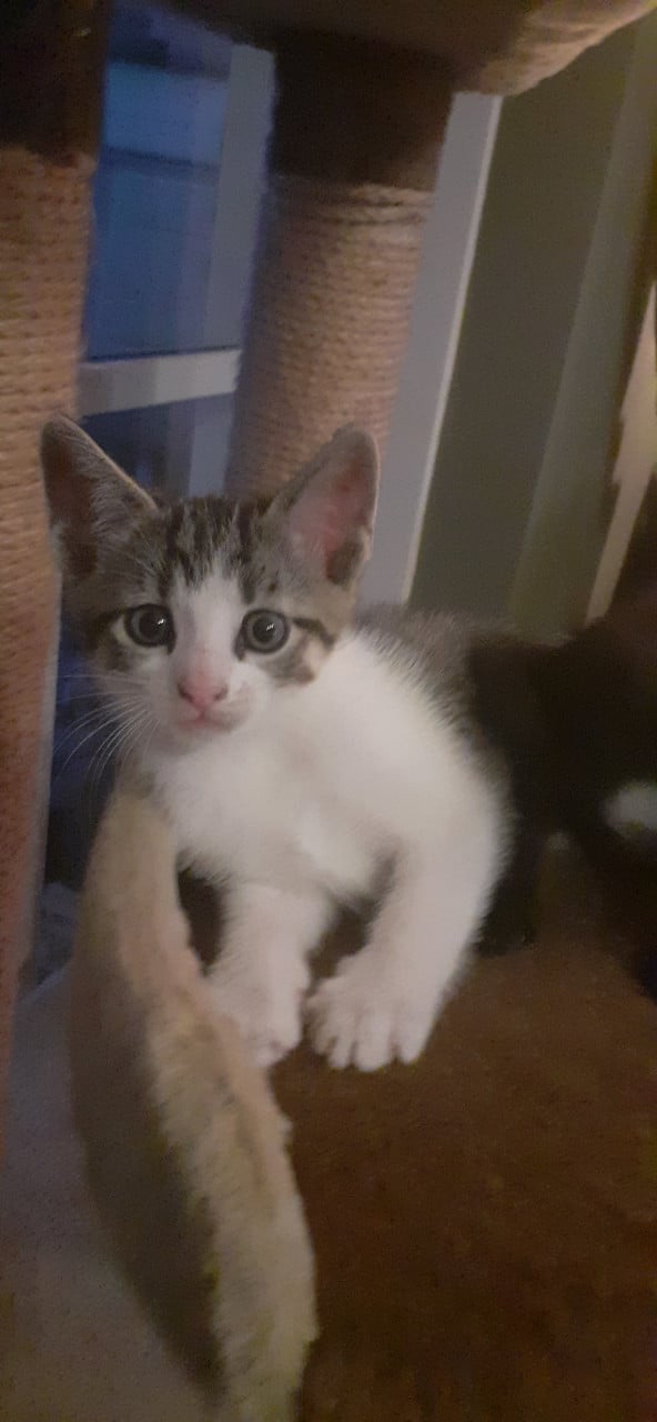 Warm nestje voor kittens gezocht😻