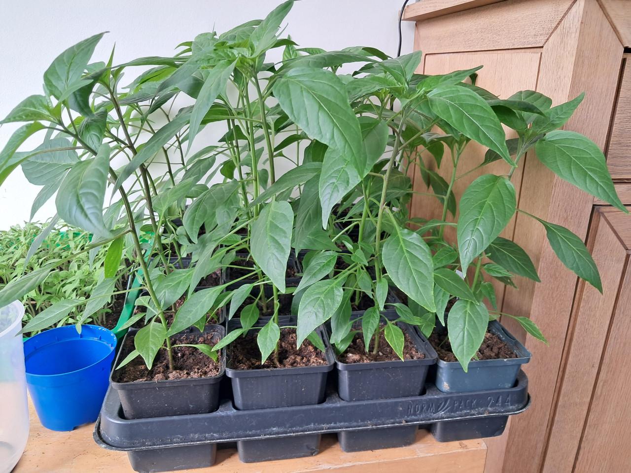 Te koop Cayennepeper plantjes