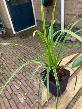Te koop in Terneuzen Carex Morrowii Ice Dance.
