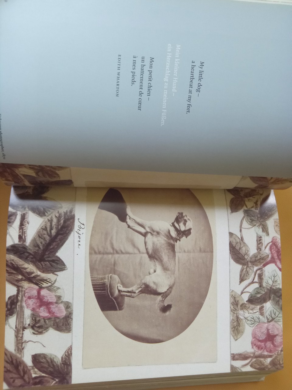1000 dogs, fotoboek over honden