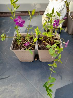 Vinca/kleine maagdenpalm