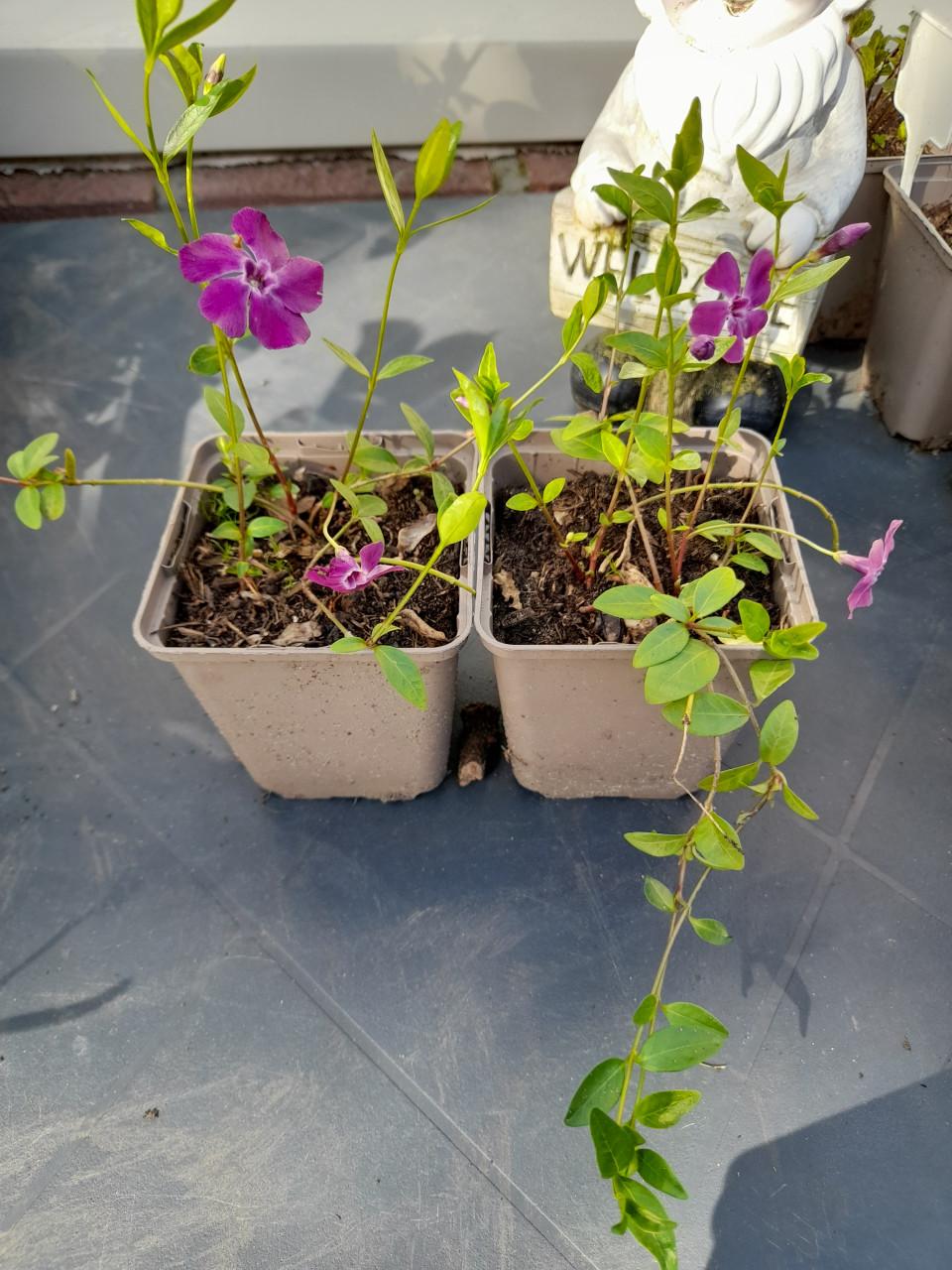 Vinca/kleine maagdenpalm