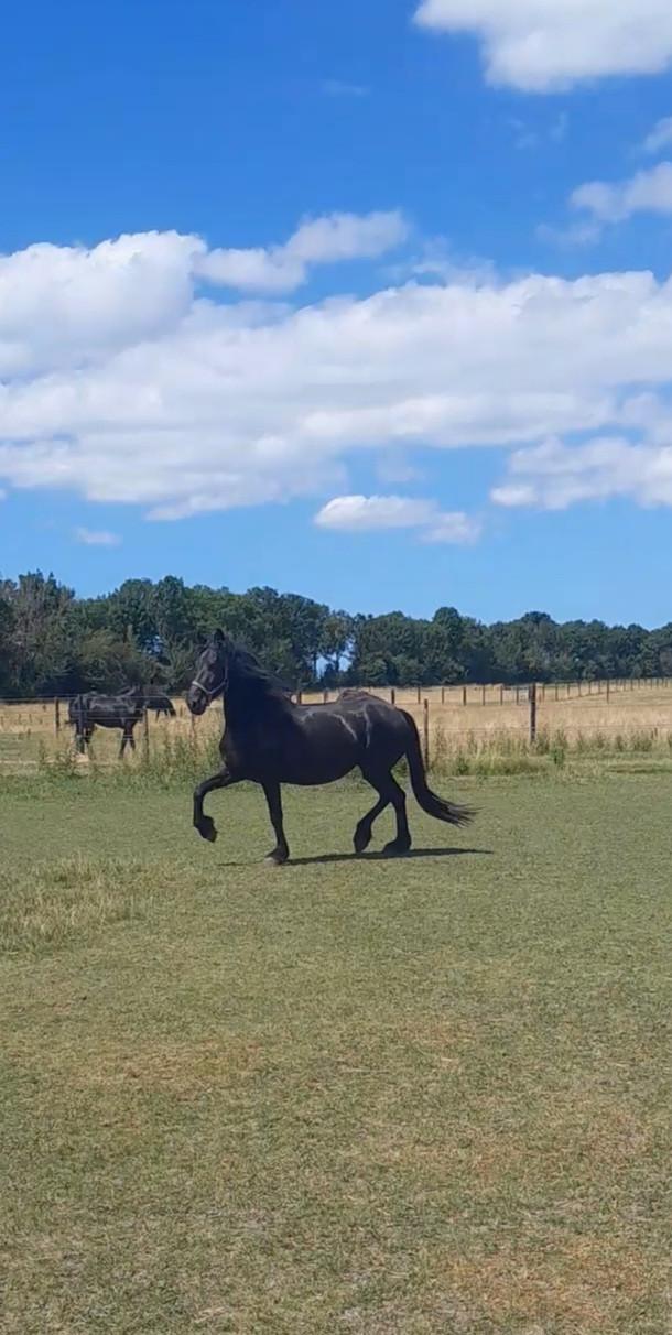 4-jarige Friese stamboekmerrie