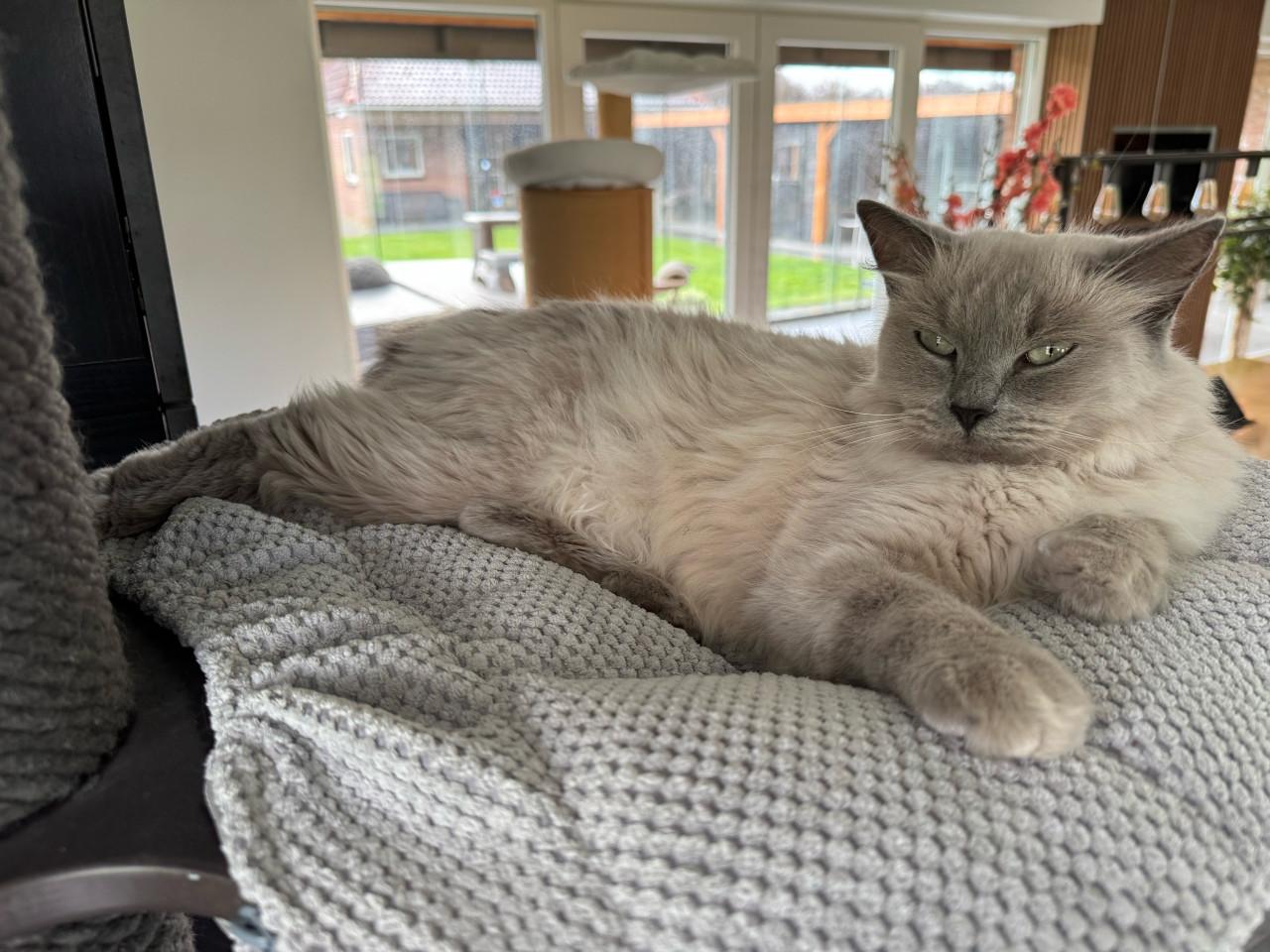 Ragdoll x nebelung