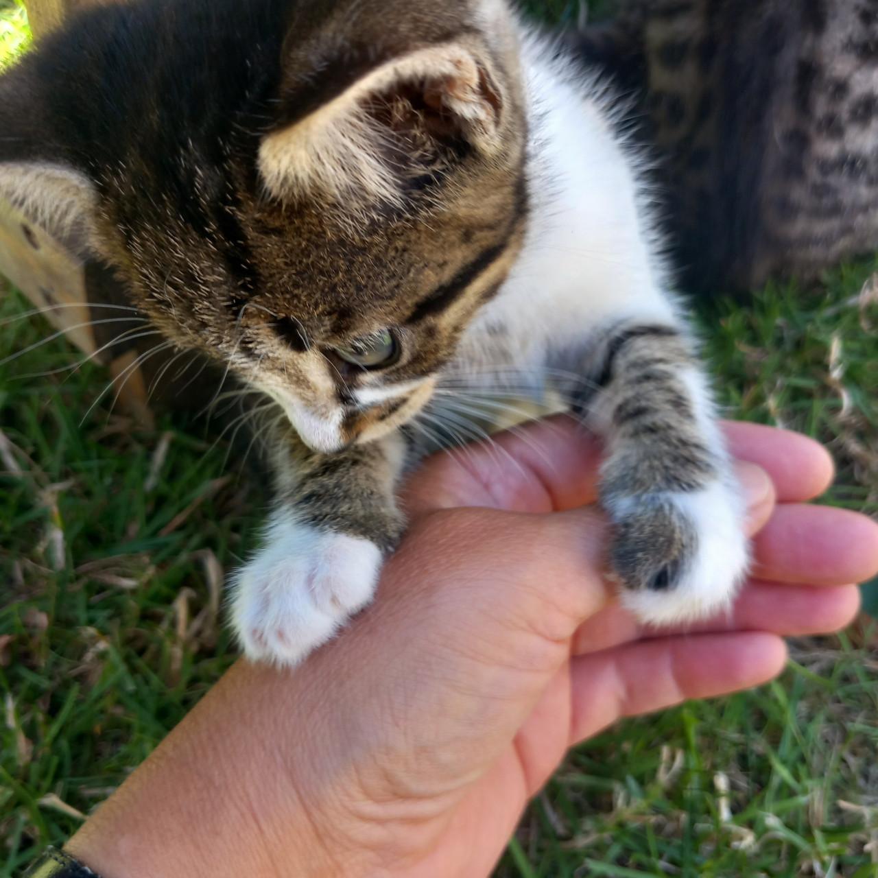 Prachtig nestje van 5 kittens